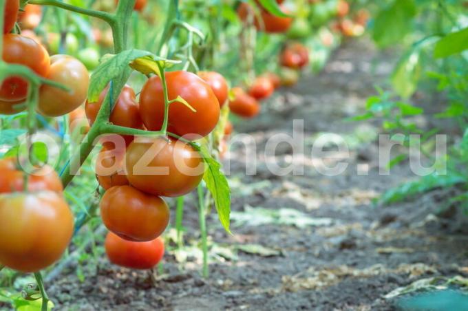 De vanligaste sorterna av röda tomater