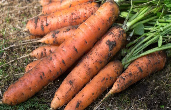 5 morötter såtts före vintern buggar: hur man inte ska förlora skörden