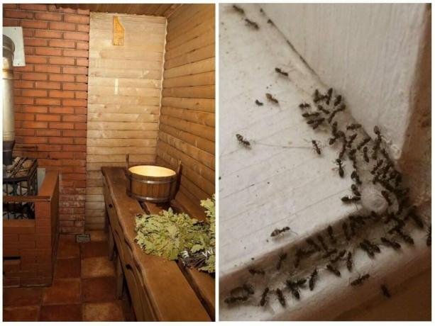 Så här visar myrorna ur badet och förhindra att de upprepas: beprövade sätt