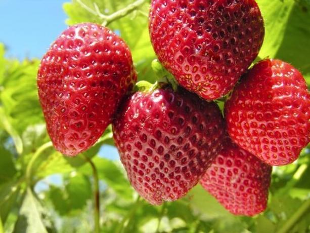 Hur ta hand om jordgubbar som var en god skörd