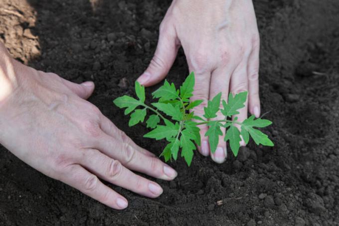Plantering tomat plantor i marken. Illustration för en artikel används för en standardlicens © ofazende.ru