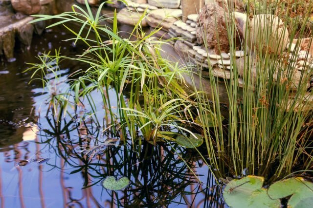 Garden damm - en naturlig spegel. Illustration för den här artikeln är hämtad från offentliga källor