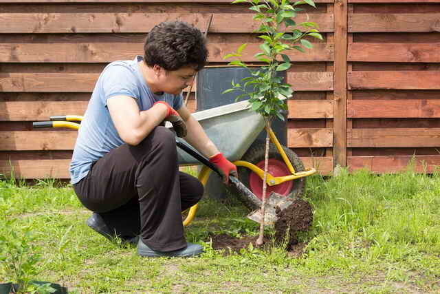 Plantering unga körsbär. Illustration för en artikel används för en standardlicens © ofazende.ru