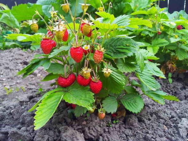 Hur att plantera jordgubbar - 4 planteringsmetod