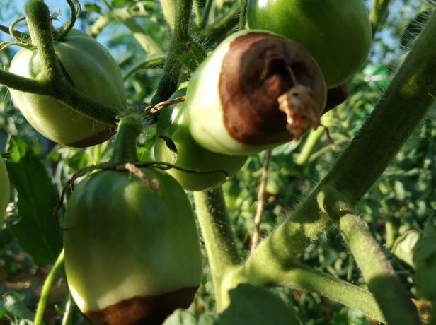 Apikal rot i tomat? Do not panic! Vad man ska göra: Råd av en erfaren trädgårdsmästare