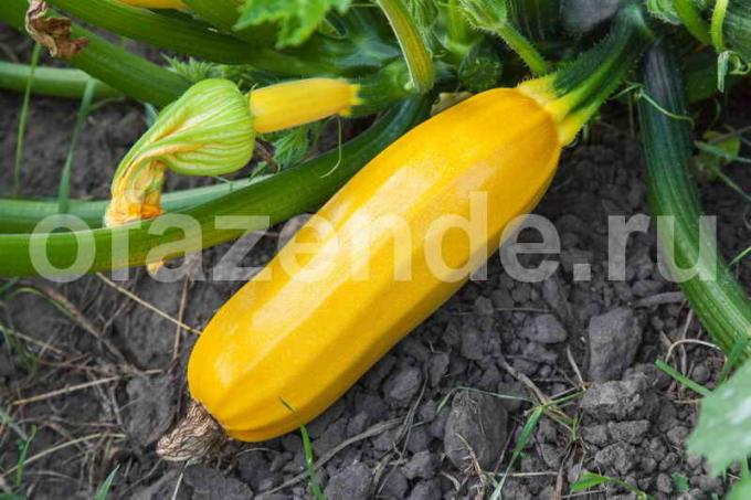 Växande zucchini. Illustration för en artikel används för en standardlicens © ofazende.ru