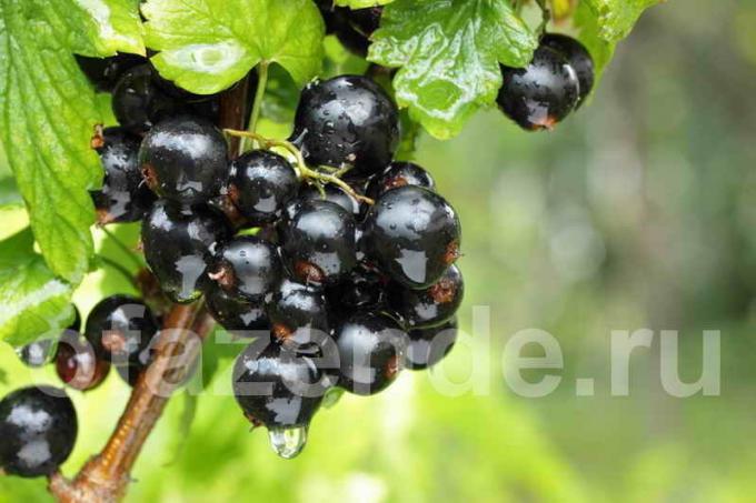 15 bästa sorterna av svarta vinbär