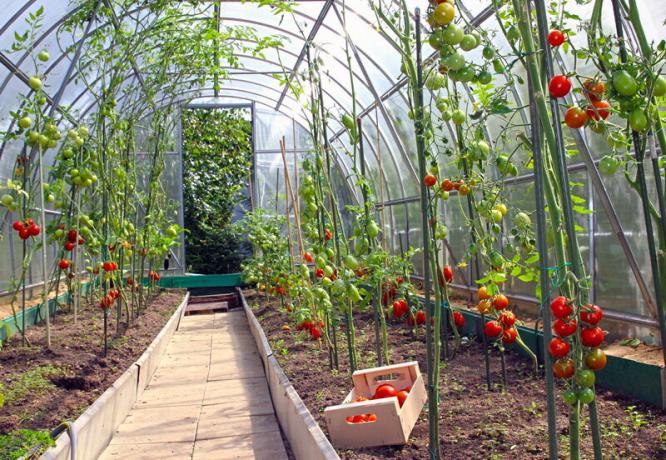 Växande tomater i växthuset. Illustration för en artikel används för en standardlicens © ofazende.ru