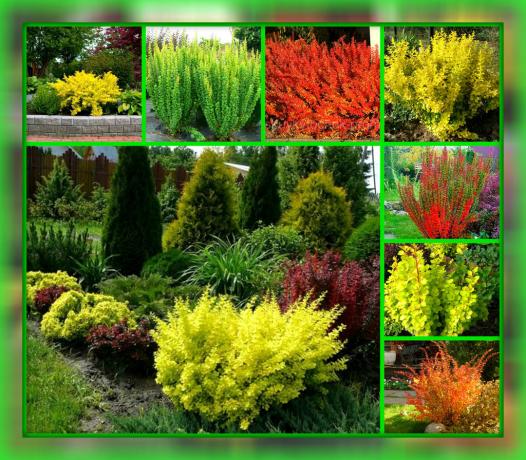 Genom att plantera denna växt, du utan problem och problem kommer att göra din webbplats mest färgstarka, mysiga och spektakulära