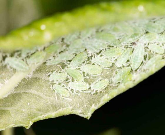 Super medel aphid - tillämpning av vinäger