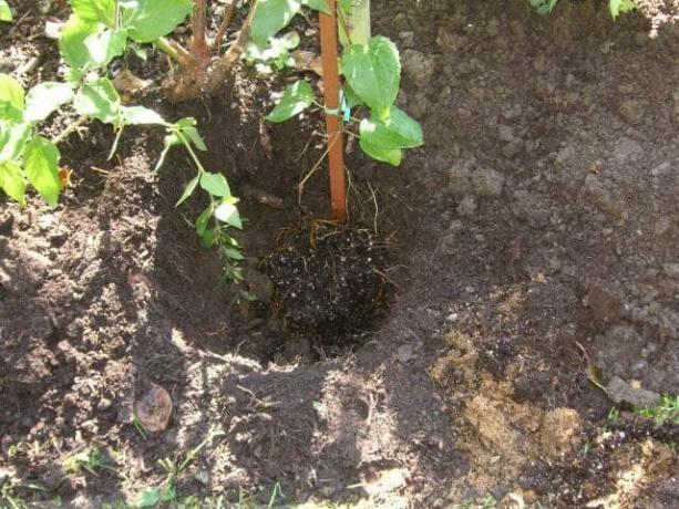 Plantering Clematis i öppen mark i höst