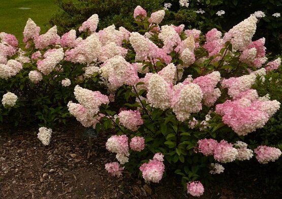 Major fel eller sommarboende hur man förbereder för en offensiv kall hortensia