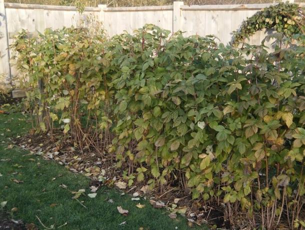 Effektivt botemedel mot hosta, som kan hittas på hösten i sin trädgård