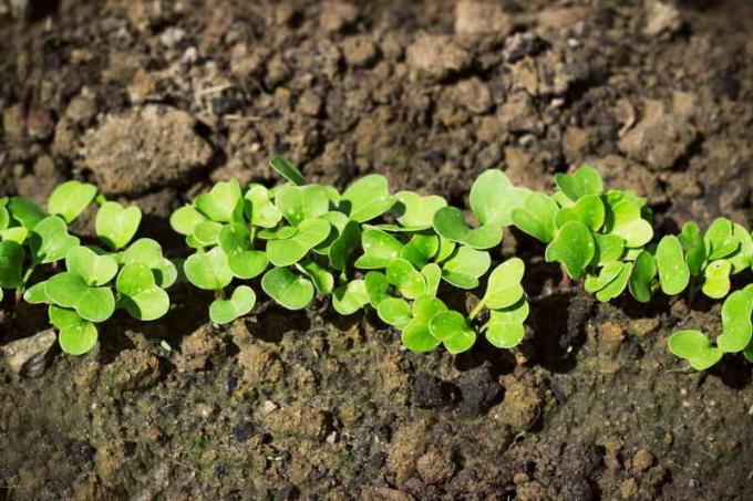 Välja jord för plantering rädisor