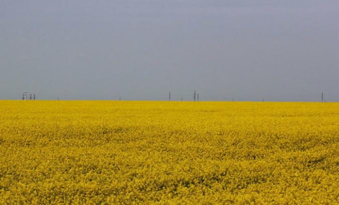Rapsolja - den viktigaste råvaran för biodiesel. | Foto: padarozhnik.com.