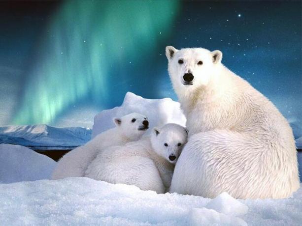 På Svalbard är mer än tusen arter av isbjörnar.