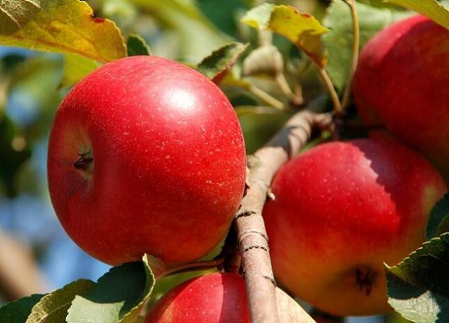 Växande äpplen. Illustration för en artikel används för en standardlicens © ofazende.ru