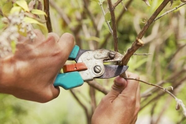 När du behöver klippa fruktträd