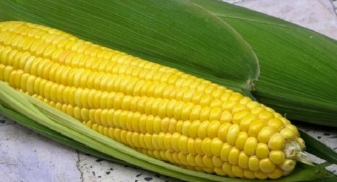 Corn, som vi är vana att se det.