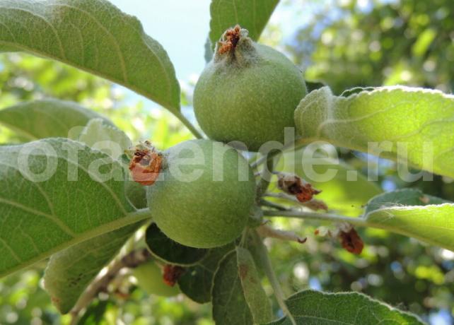 Äggstocks äpplen på en gren. Illustration för en artikel används för en standardlicens © ofazende.ru