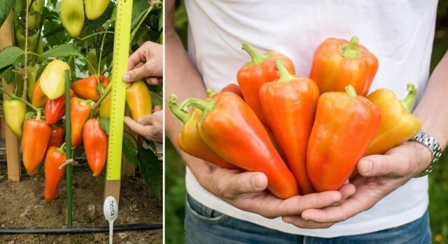 Branta paprika: topp fem tjocka hybrider