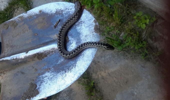 I kompost gropen var fick en orm: vad göra?