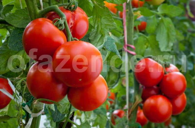 Mogna tomater. Illustration för en artikel används för en standardlicens © ofazende.ru