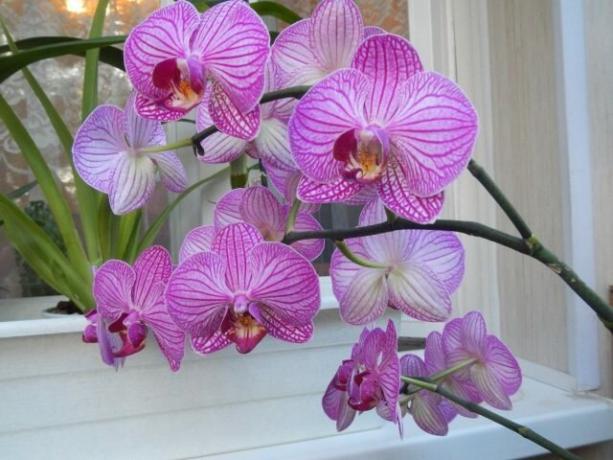 Vad gör man med stjälk orkidé efter blomningen nästa komma snabbare