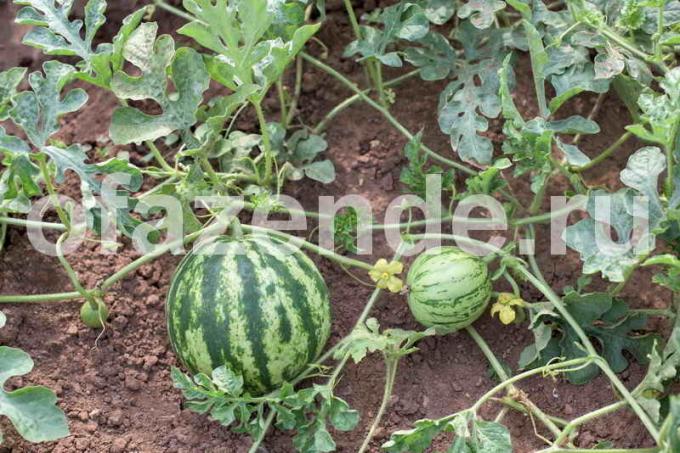  Bakhcha med vattenmeloner. Illustration för en artikel används för en standardlicens © ofazende.ru
