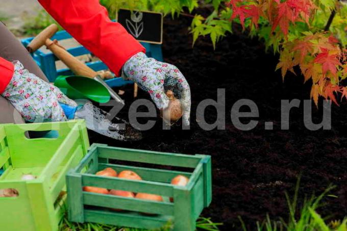 Processen före plantering lökar