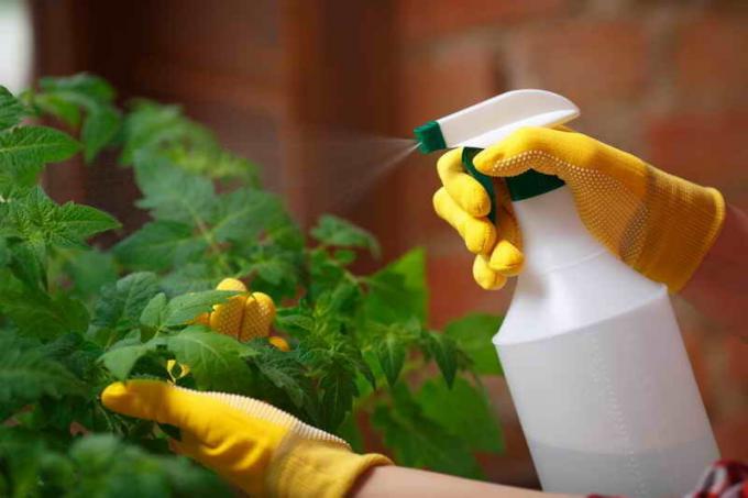 Om tomatplantor vissnade löv tips