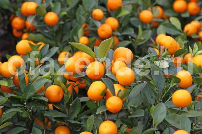 Växande mandarin träd. Illustration för en artikel används för en standardlicens © ofazende.ru