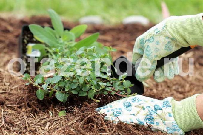 Kompost mot ogräs: Tips trädgårdsmästare
