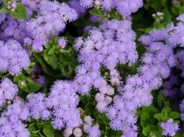 Fem av de bästa blommor för trädgården med en behaglig doft