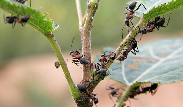 Att bli av med myror som använder ammoniak